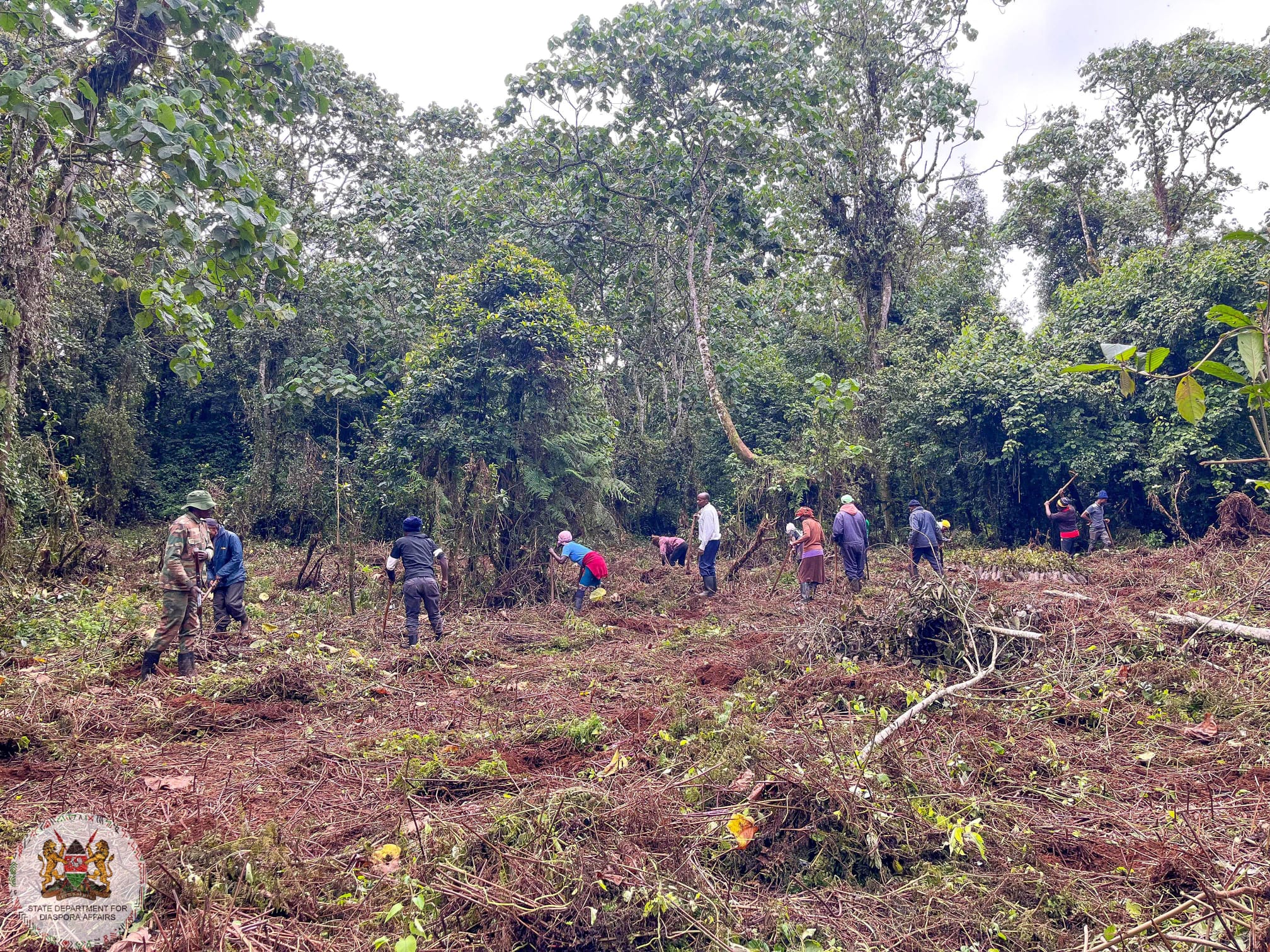 DIASPORA AFFAIRS LEADS REFORESTATION INITIATIVE IN KIRINYAGA COUNTY